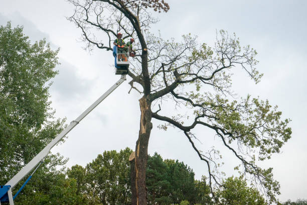 Best Tree Mulching  in Wardsville, MO