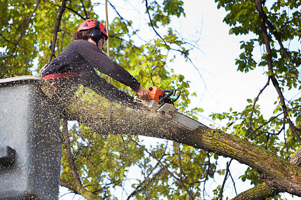 How Our Tree Care Process Works  in  Wardsville, MO