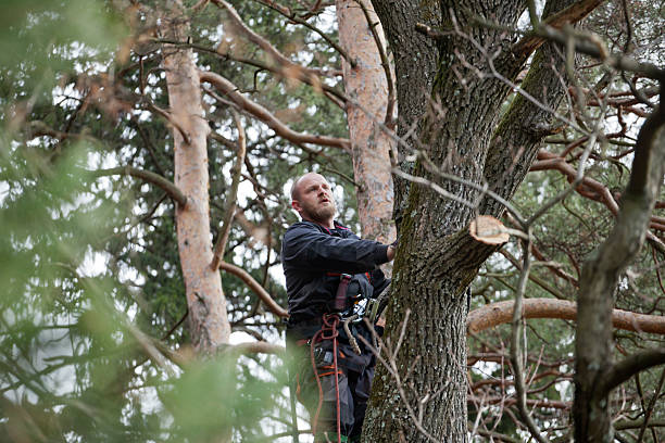 Wardsville, MO Tree Care Company