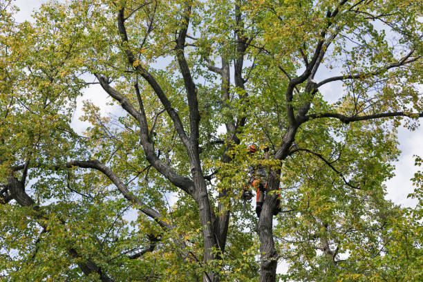 Best Leaf Removal  in Wardsville, MO